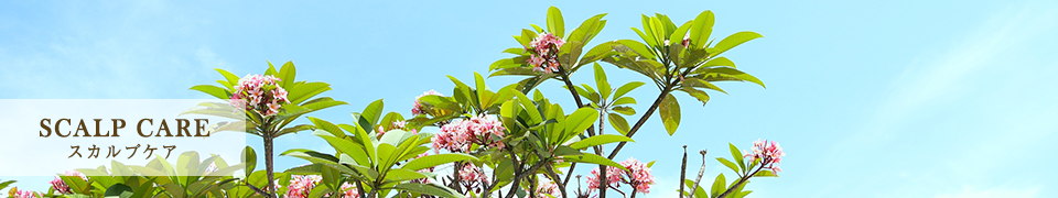 スカルプケア